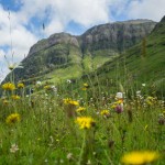 Glencoe The Two Drifters Wild Flowers Mountain