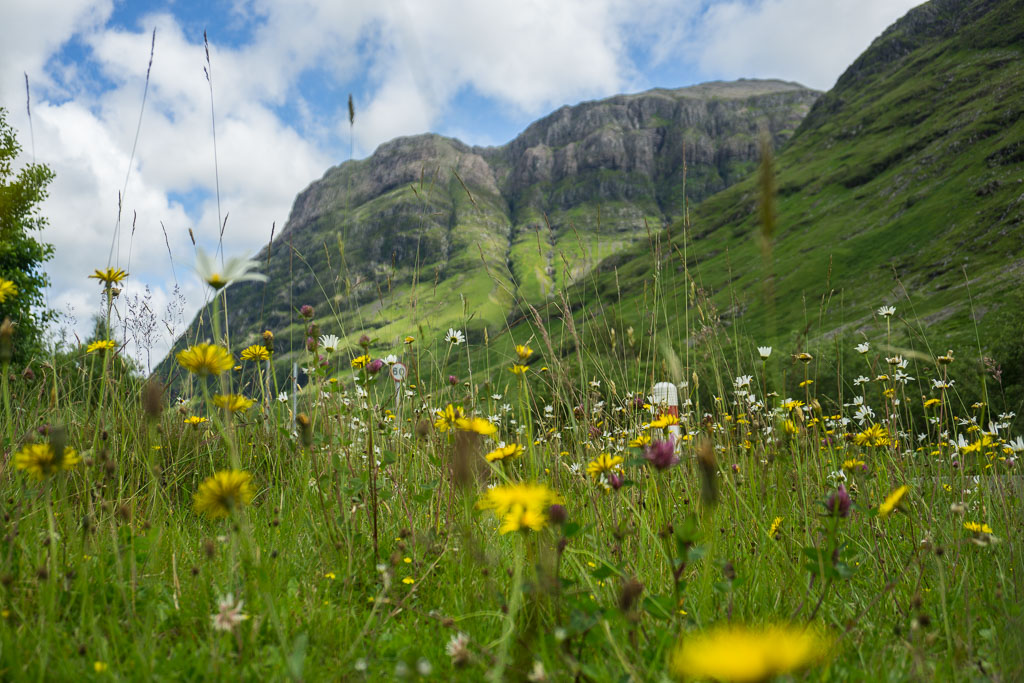 Glencoe The Two Drifters Wild Flowers Mountain